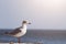 Seagull is standing on a wood stump