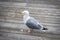 Seagull standing on wooden deck