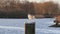 Seagull standing on wooden pillar , flying away, water background