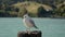 A seagull standing on a wooden stake, blur water background