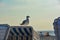 A seagull stands on a beach chair