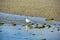 A seagull stands on the beach at low tide