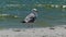 A seagull stands on the Black Sea coast on a sunny day in slo-mo