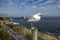 Seagull stands on a fencepost by the ocean in Ireland