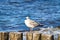 seagull stands on a groyne that juts into the Baltic Sea into the sea. Sunset