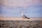 Seagull stands on a parapet against a background of pink clouds near the sea