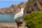 A seagull stands on a pole at the rough cliffs off Hartland Point