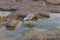 A seagull stands on a rock and catches fish at low tide