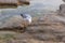 A seagull stands on a rock and catches fish at low tide