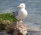 A seagull stands on a rock at the shores edge