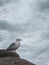 Seagull stands on the roof of a thatched beach house