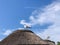 Seagull stands on the roof of a thatched beach house