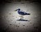 Seagull stands on sandy beach