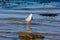 A seagull stands in the sea water