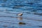 A seagull stands in the sea water