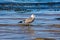 A seagull stands in the sea water