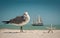 Seagull, starfish and sailboat. Ocean or sea birds on the beach. Spring or summer vacations. Blue sky and turquoise ocean water. Q