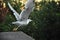 Seagull starting to fly away in park