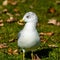 Seagull staying on the grass