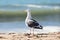 Seagull staying on shoreline beach half-turned by back to the viewer