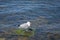 A seagull on a stone green from seaweed. Blue water background