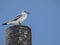 Seagull on stone pillar