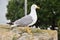 Seagull on stones in Nessebar