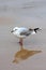 Seagull stood on beach