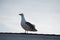 The seagull stood calmly on the roof and looked into the distance in a daze