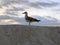 Seagull stood on sand