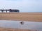 A seagull stood in the water in the beach at blackpool with pier in the distance with the sand stretching almost to the horizon