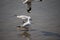 Seagull stood in the water and looking for food