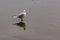 Seagull stood on a wet beach.