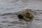 Seagull stood on a wet rock.