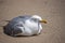 A seagull stop to rest on the beach