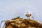 Seagull at Strandfontein beach on Baden Powell Drive between Macassar and Muizenberg near Cape Town