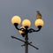 Seagull on street lamp