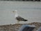 A Seagull strolling along the seashore