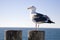 Seagull on a Stump 4