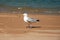 Seagull sunbathing on the beach