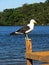 Seagull on a sunny day