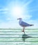 Seagull Sunrise Sky Background