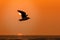 Seagull at sunset