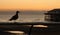 Seagull sunset