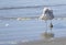 A seagull in the surf