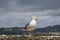 seagull on the surrounding wall of the medieval castle of Lerici in Liguria Italy