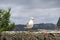 seagull on the surrounding wall of the medieval castle of Lerici in Liguria Italy