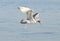 Seagull swallowing a fish in flight.