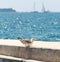 Seagull swallowing fresh caught fish on concrete pier, beautiful turquoise sea background