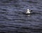 Seagull swiming in ocean
